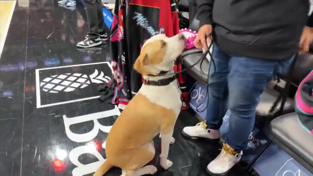 Rescue dog given special spotlight at Miami Heat vs. Utah Jazz game - WSVN 7News | Miami News, Weather, Sports