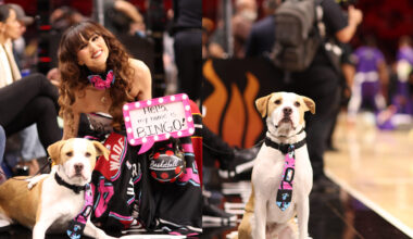Bingo the Rescue Dog Takes Center Court at the Miami Heat Game in a Powerful Adoption Awareness Moment