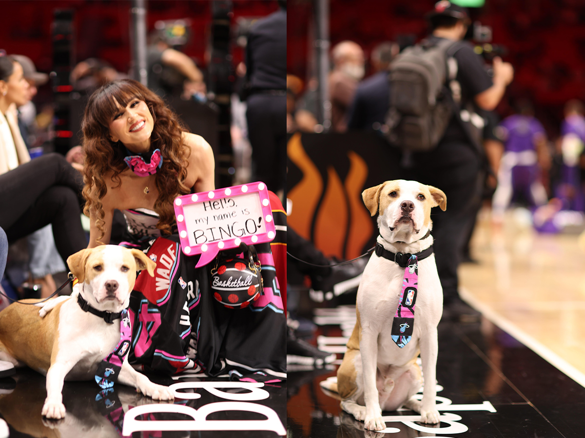 Bingo the Rescue Dog Takes Center Court at the Miami Heat Game in a Powerful Adoption Awareness Moment
