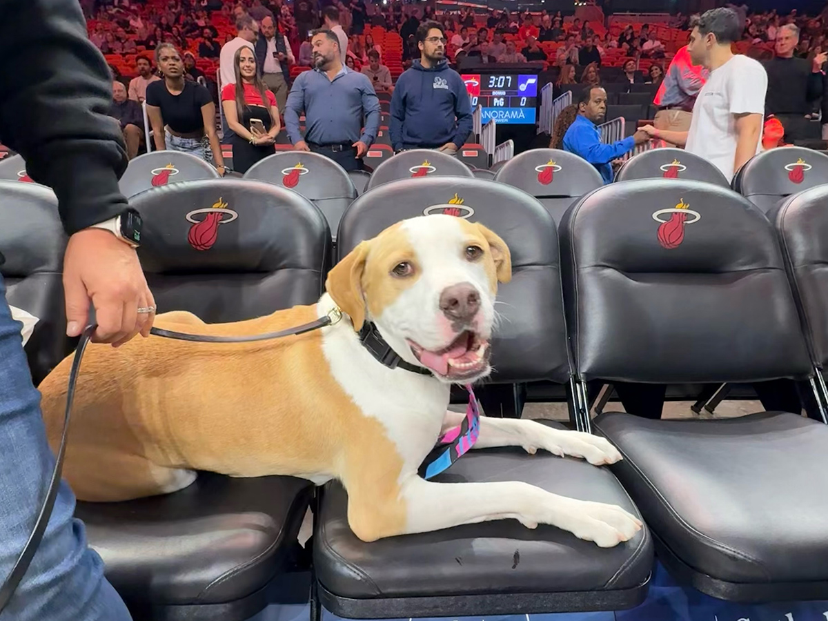 Bingo the Rescue Dog Takes Center Court at the Miami Heat Game in a Powerful Adoption Awareness Moment