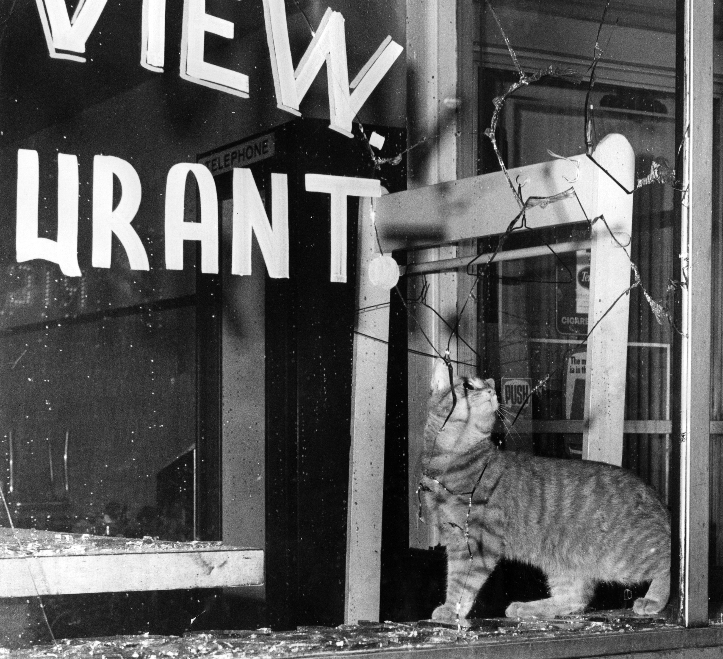 A cat surveys the damage to Park View Restaurant at...