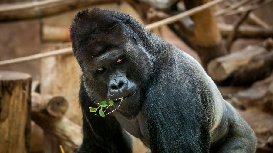 gorilla 100 men seattle seahawk...