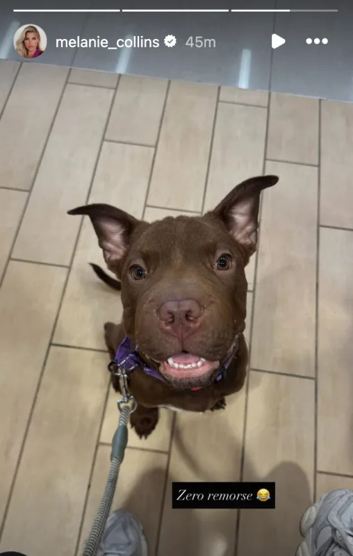 NFL sideline reporter Melanie Collins shares a photo of her dog.Melanie Collins/IG.