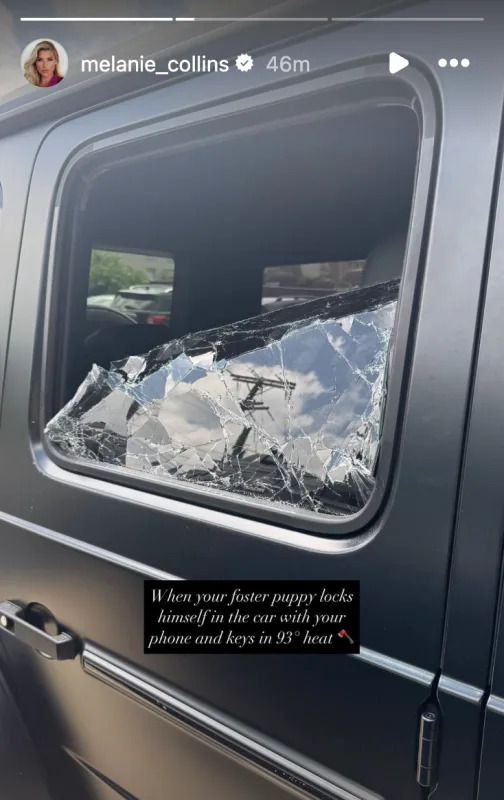 Foster dog saved from Melanie Collins' car.Melanie Collins/IG.