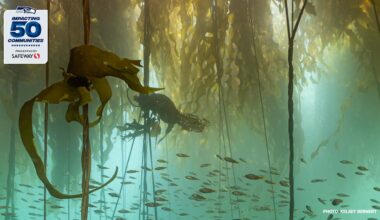 Puget Sound Restoration Fund Announces Community Support from the Seattle Seahawks and Lumen Field