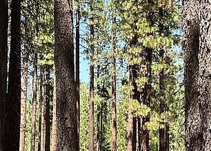 A sheriff watches on carefully as a black bear walks behind the tee at the 16th hole in Lake Tahoe