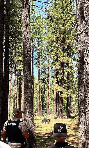 A sheriff watches on carefully as a black bear walks behind the tee at the 16th hole in Lake Tahoe