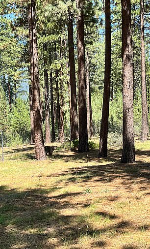 The Kelces waited on the tee while the bear moved past their group