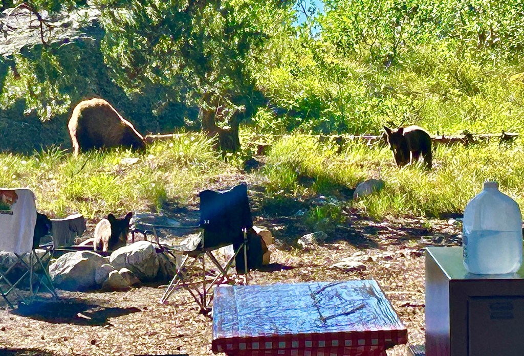 Why national parks are our country's treasures