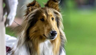 Texas A&M mascot Reveille X has eye removed after glaucoma diagnoses, abnormal tissue found