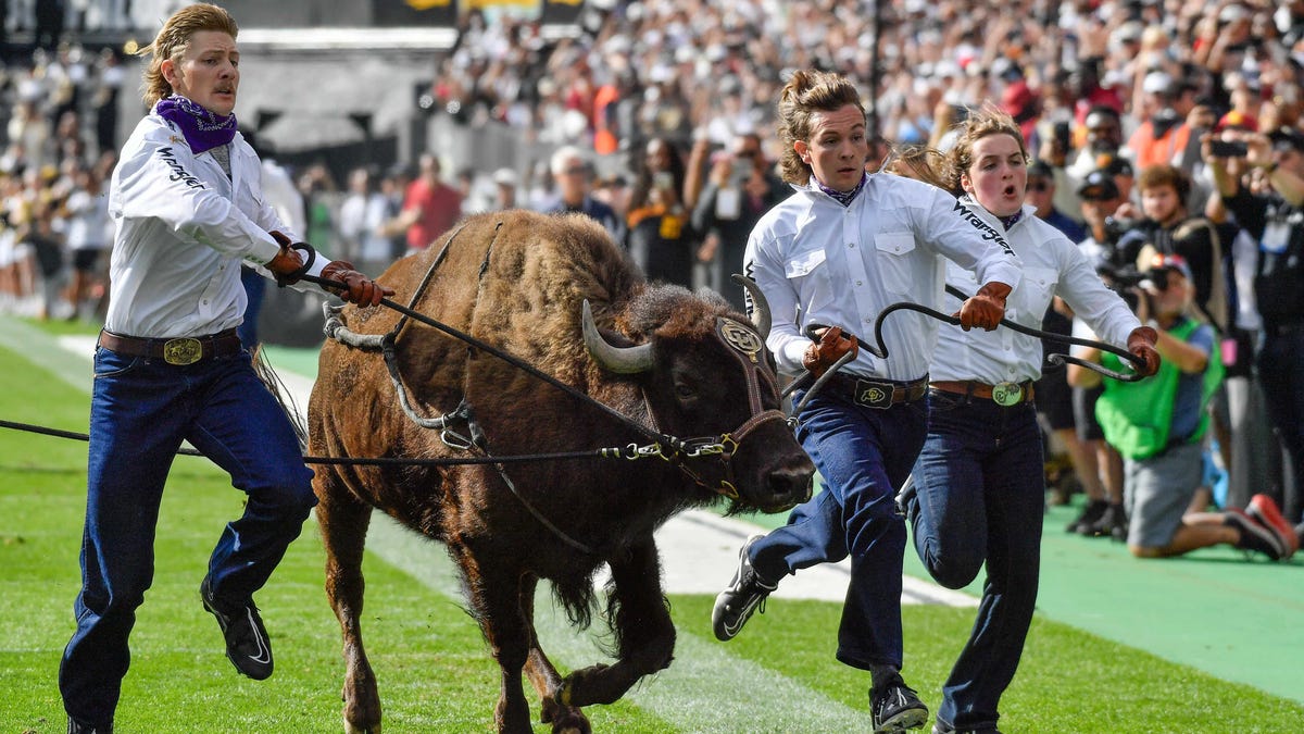 Ralphie VI, Colorado football's live buffalo mascot, is retiring