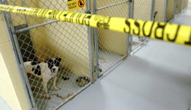 Pit bulls that were owned by former Arizona Cardinals football player LeShon Johnson are kept in a ...