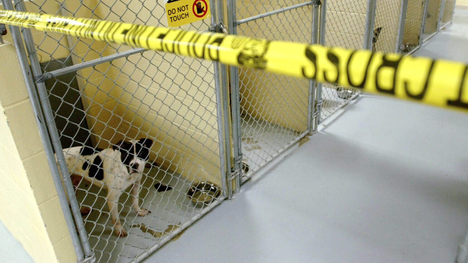 Pit bulls that were owned by former Arizona Cardinals football player LeShon Johnson are kept in a ...