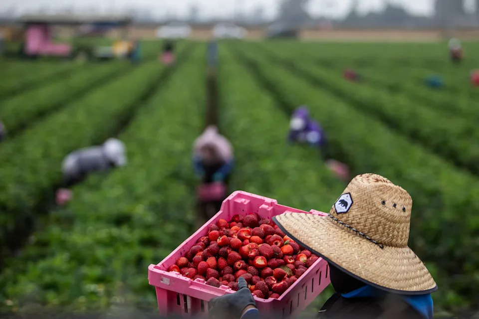 Farmworkers work in a strawberry field on June 12, 2025 in Oxnard, California. Anti-immigration crackdowns ordered by US President Donald Trump has seen federal authorities target factories and work sites since June 6, sparking days of angry protests in Los Angeles. (Photo by Apu GOMES / AFP) (Photo by APU GOMES/AFP via Getty Images)          