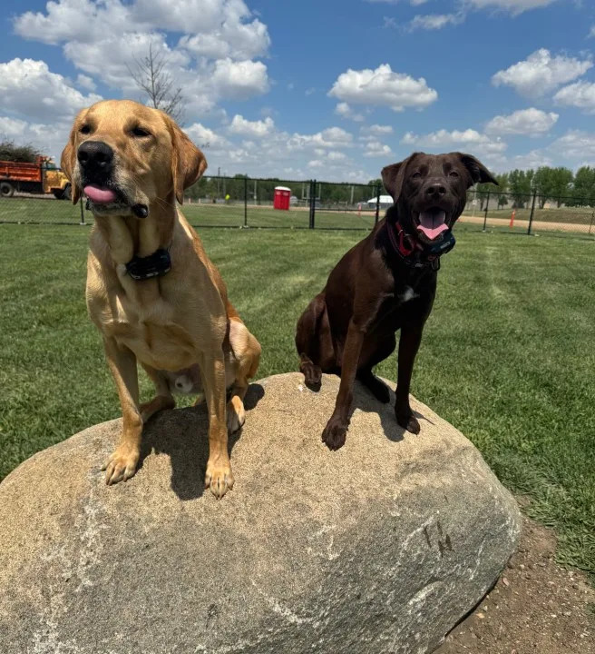 Dax and Harlow. Photo courtesy of Becky Cain