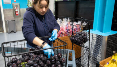 Fresh produce ready for neighbors and to go to partners.