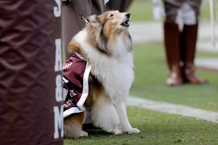 Former First Lady of Aggieland, previous Texas A&M mascot Reveille IX dies