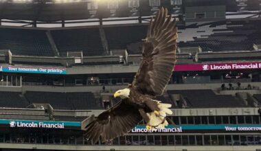 Get to know Lincoln the bald eagle