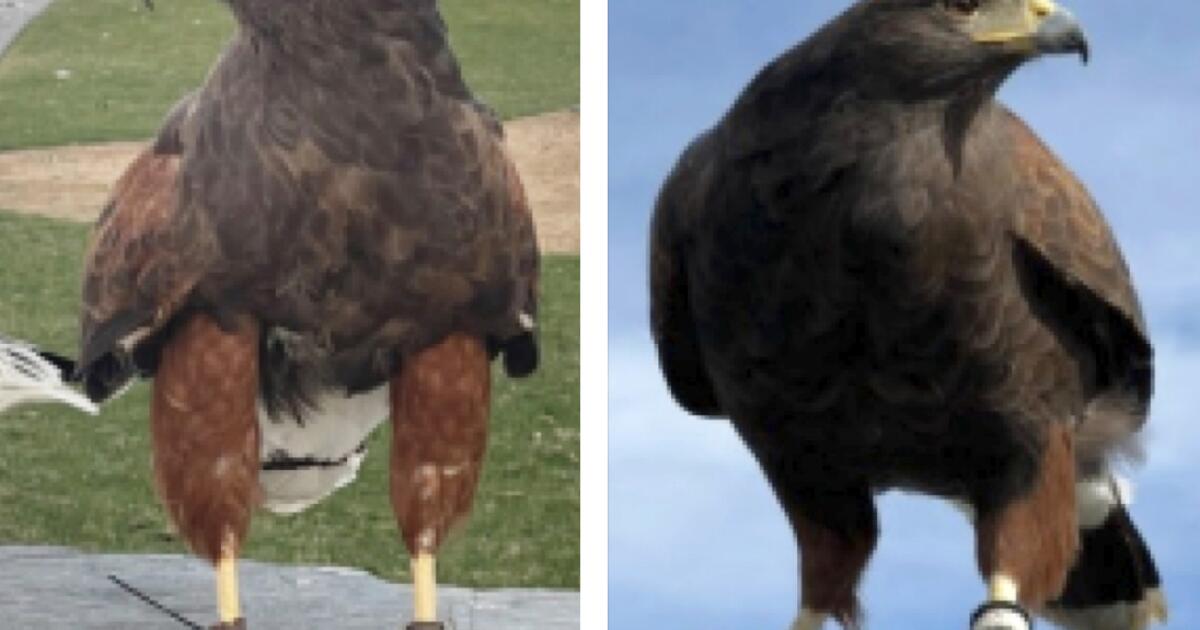 Two trained hawks stolen from SoFi Stadium during Rams game