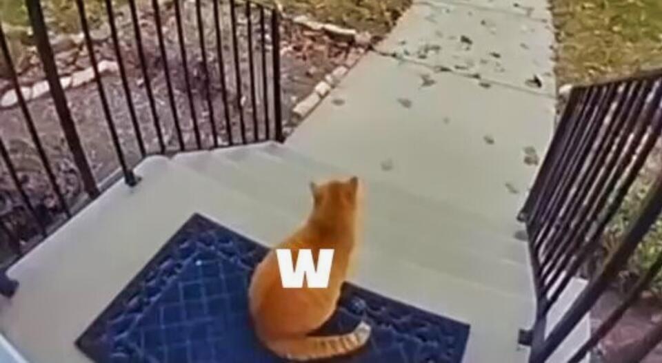 Seattle Seahawks Slammed for Animal Cruelty Over Insensitive Post Celebrating Epic Win Against Jaguars [VIDEO]