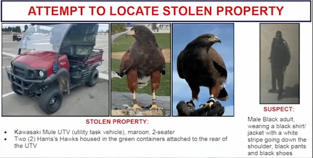 Collage of a maroon Kawasaki Mule UTV, two Harris's Hawks, and a male suspect.
