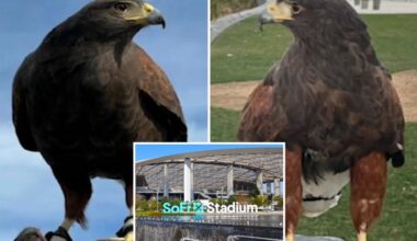 Two trained hawks stolen from SoFi stadium during Rams game