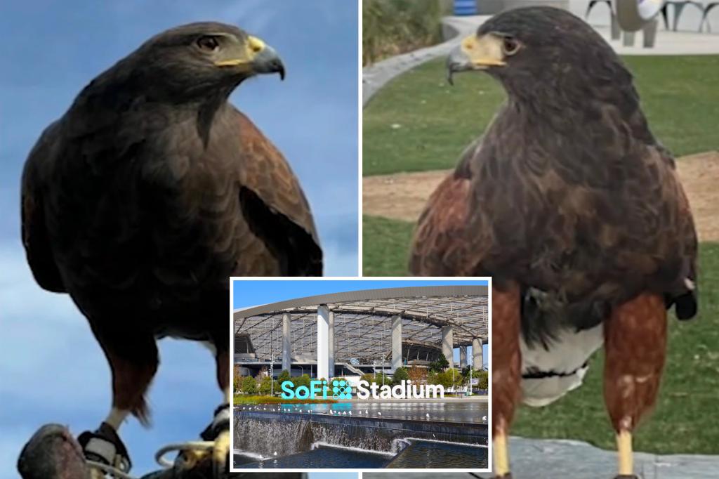 Two trained hawks stolen from SoFi stadium during Rams game