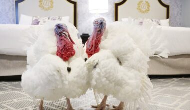 New York Jets News: Jets’ Fields surprised by benching, still sees self as a QB1