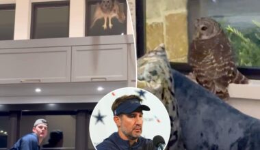 Cowboys coach Brian Schottenheimer's house was invaded by an owl