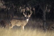 More than 750,000 people hunt white-tailed deer in Texas each year, according to a Texas A&M...