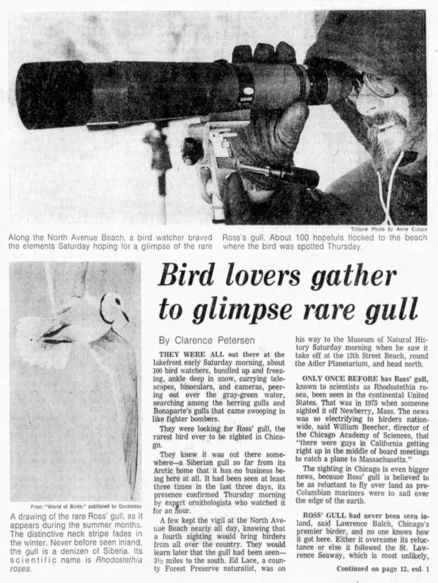 A rare Ross' gull "the rarest bird ever sighted in Chicago," according to the Tribune appeared at North Avenue Beach on Dec. 2, 1978. (Chicago Tribune)