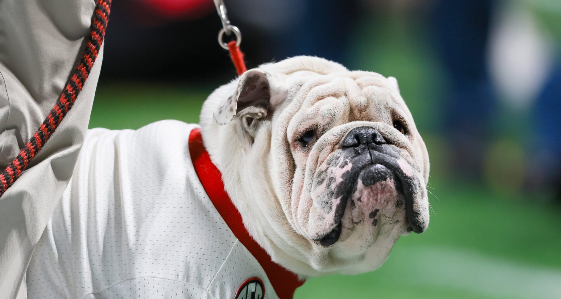 Georgia football cancels future home-and-homes against Louisville, NC State
