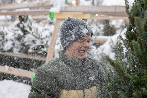 Grant Inglis, 12, gets covered in snow while shaking off Christmas trees Sunday, Dec. 7, 2025, at Centennial Park in Park Ridge. The Wilderness Scouts and Princesses run the lot annually to sell trees for charity. (Brian Cassella/Chicago Tribune)