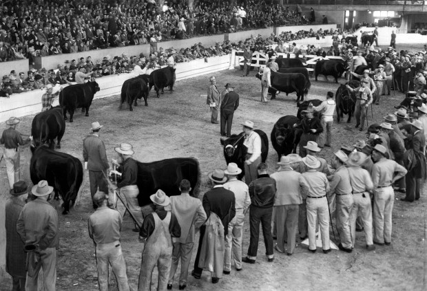 The beginning of the final judging of Aberdeen Angus at the International Livestock Exposition in 1948 in Chicago. (Chicago Herald-American) 