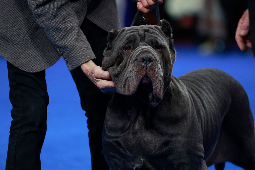 Panthers–49ers MNF Game Gets Outdrawn By National Dog Show In Week 12 Ratings