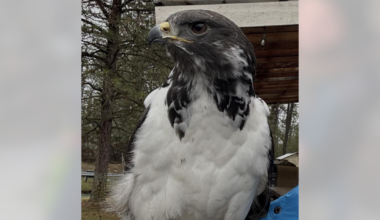 Local hawk mascot prepares for fourth Super Bowl appearance | News