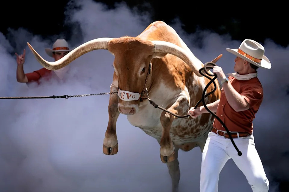 Texas mascot Bevo is led onto the field before an NCAA college football game between Texas and Colorado State in Austin, Texas, Saturday, Aug. 31, 2024. (AP Photo/Eric Gay)