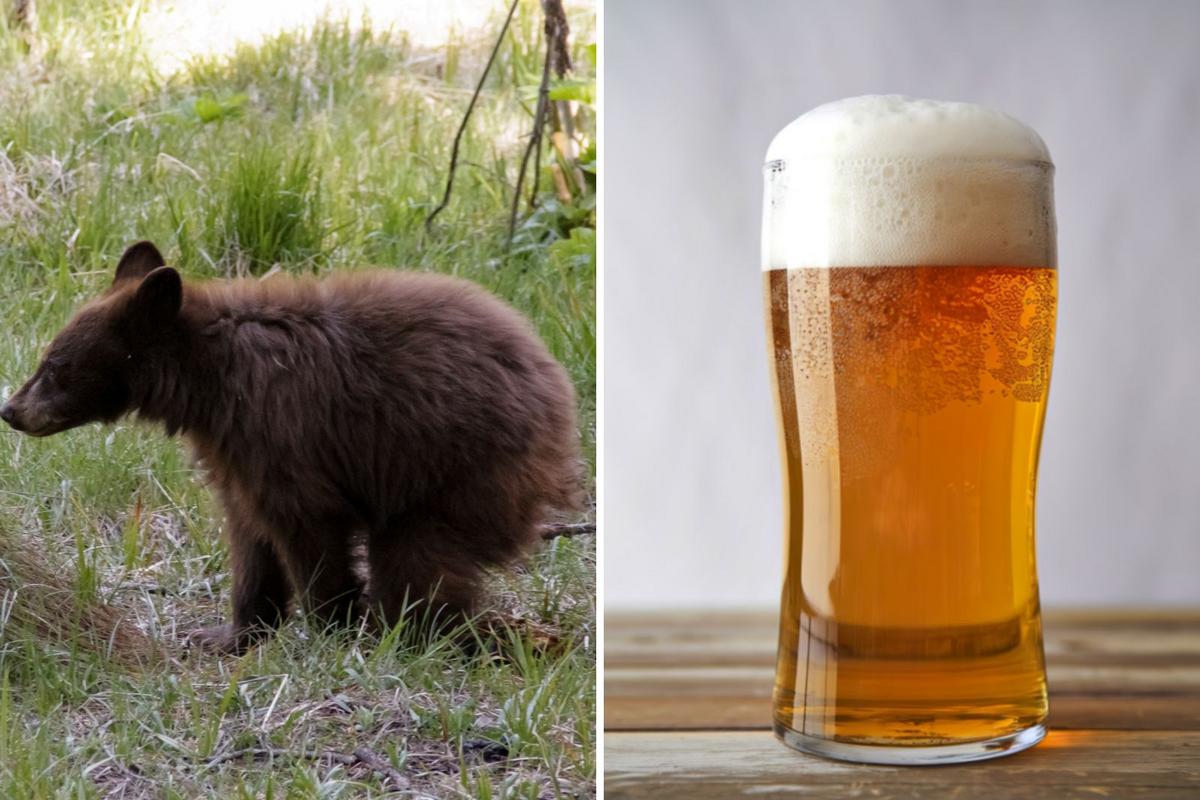 Chicago Bears Miss Super Bowl but Bear Poop Beer Does Not