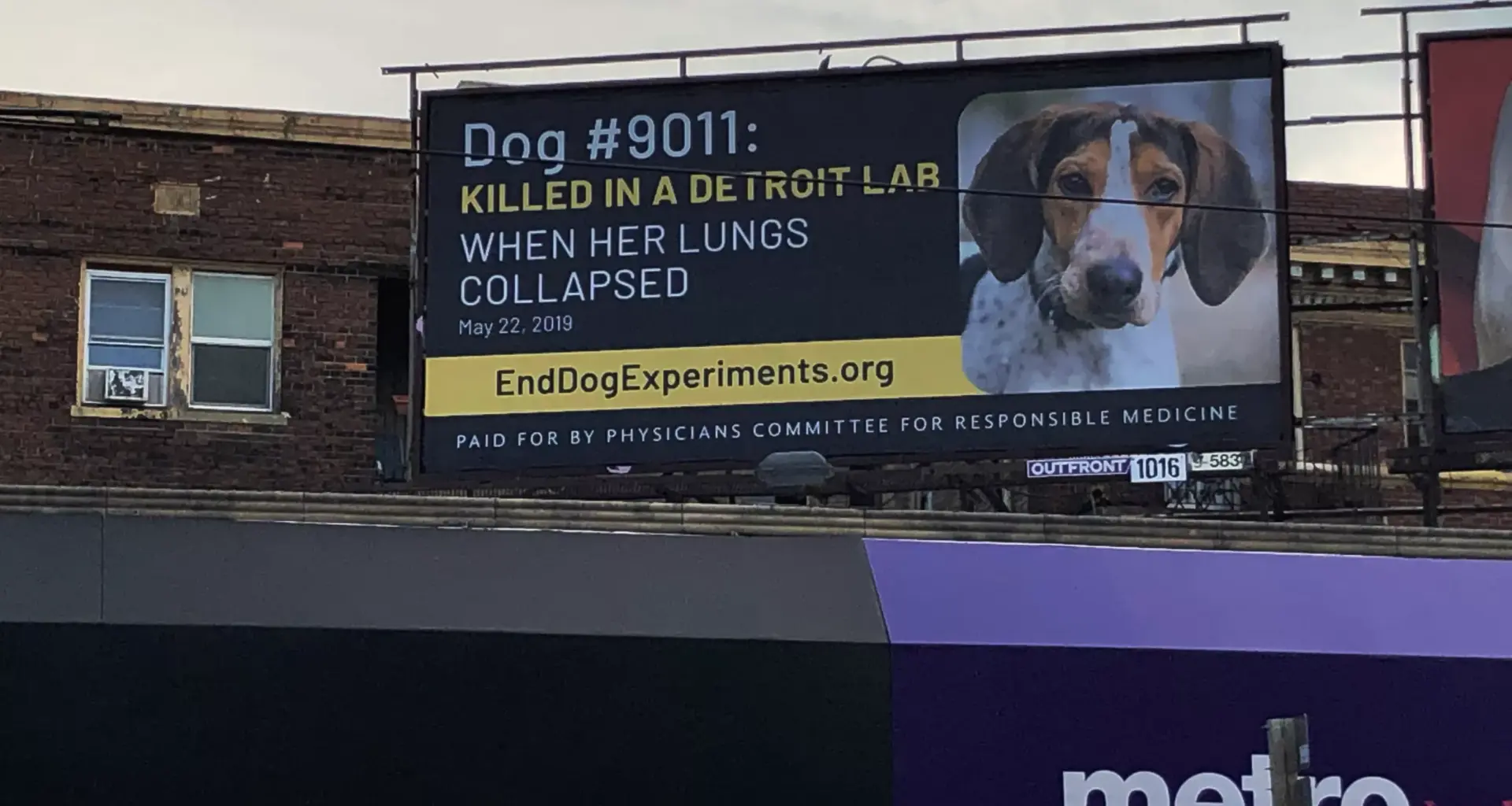 Lions players urge Michigan lawmakers to approve ban on painful dog experiments