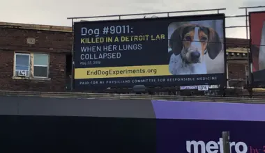 Lions players urge Michigan lawmakers to approve ban on painful dog experiments