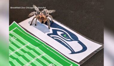 Tarantula at Brookfield Zoo Chicago picks Seattle Seahawks as Super Bowl winners