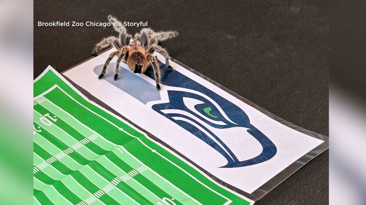 Tarantula at Brookfield Zoo Chicago picks Seattle Seahawks as Super Bowl winners