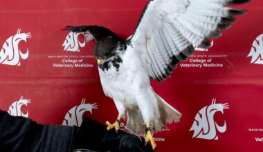 As Seahawks Take the Field, WSU Helps Real "Seahawks" Fly Again