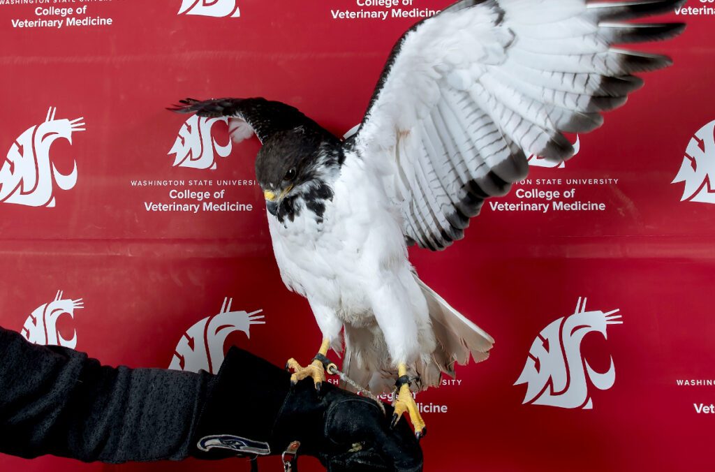 As Seahawks Take the Field, WSU Helps Real "Seahawks" Fly Again