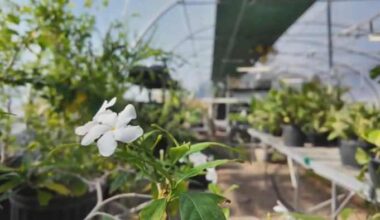 Houston Zoo hosts first-ever public plant sale