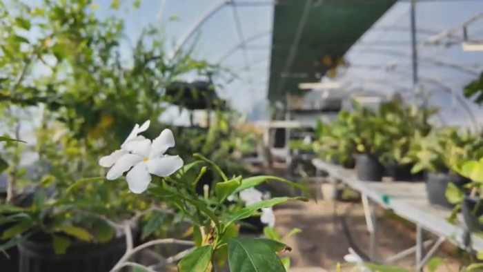 Houston Zoo hosts first-ever public plant sale