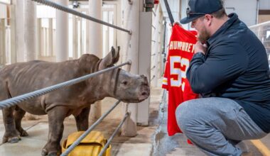 Rolling Hills Zoo introduces rhino calf named after Chiefs center