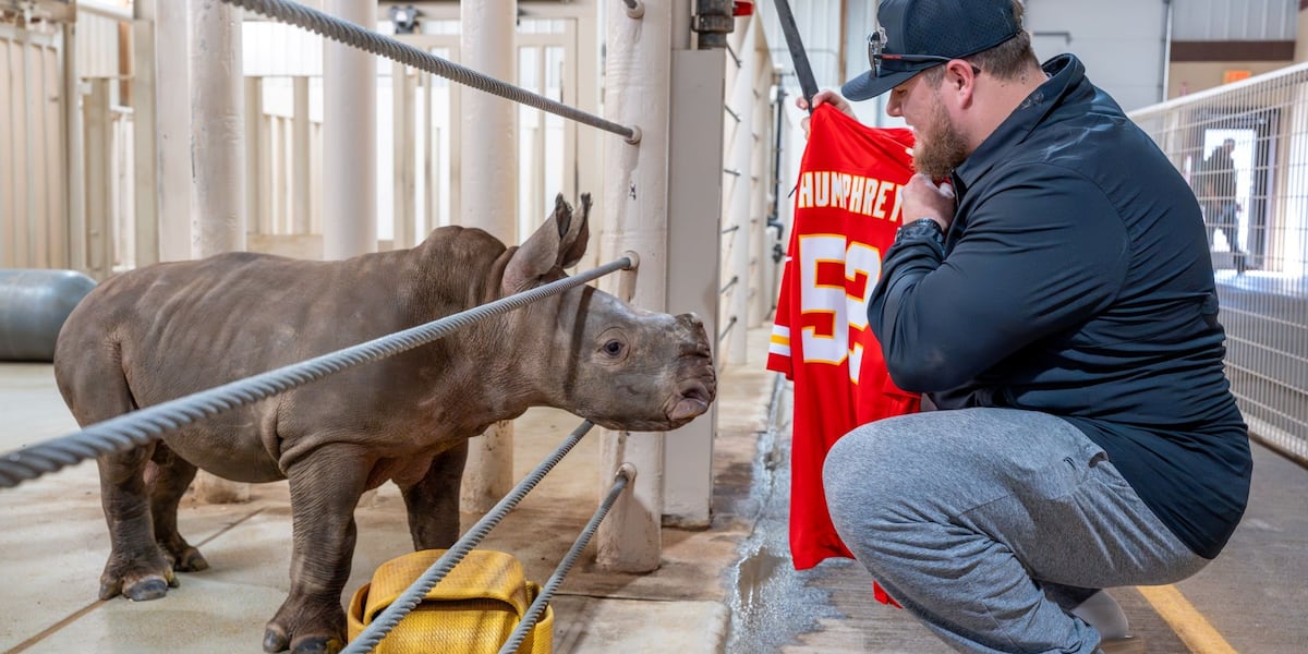 Rolling Hills Zoo introduces rhino calf named after Chiefs center