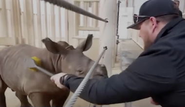 Chiefs center Creed Humphrey meets baby rhino named after him