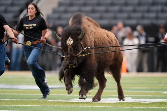 Apr 11, 2026; Boulder, CO, USA; Colorado Buffaloes mascot Ralphie runs onto Folsom Field before the spring game at Folsom Field. Mandatory Credit: Ron Chenoy-Imagn Images